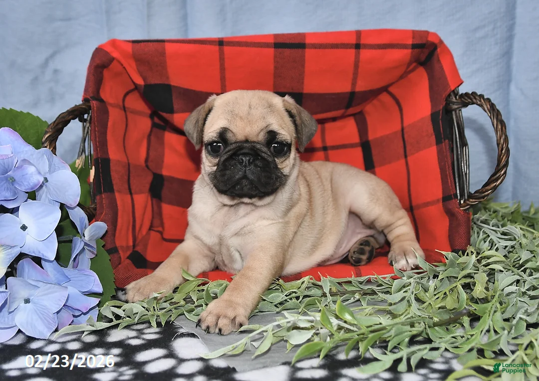 Pug dogs for sale: Cassie - Ad 3