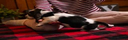 Basset Hound dogs for sale: Daisy - Ad 4