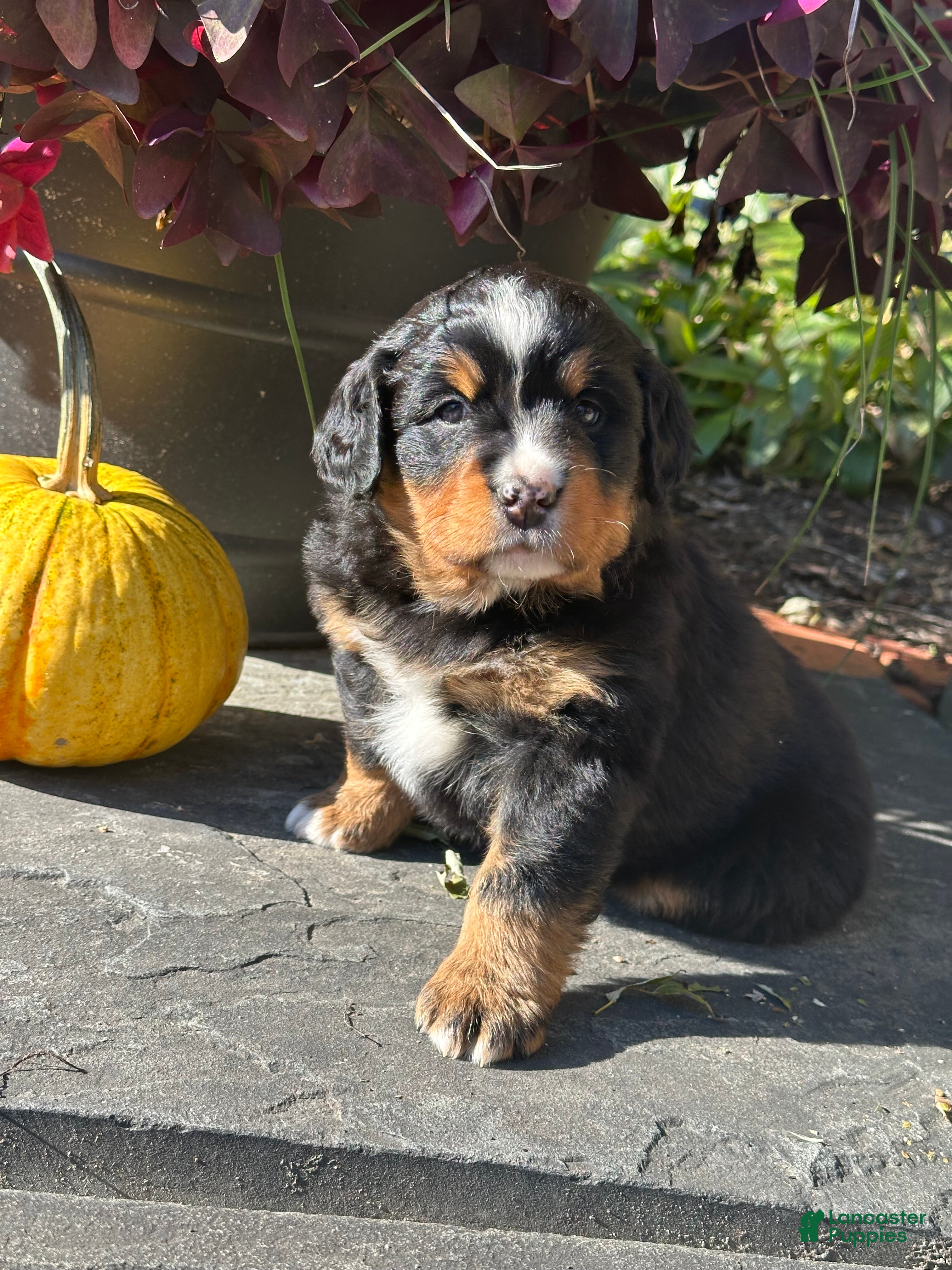 Mini Bernedoodle dogs for sale: Gemelli - Ad 1