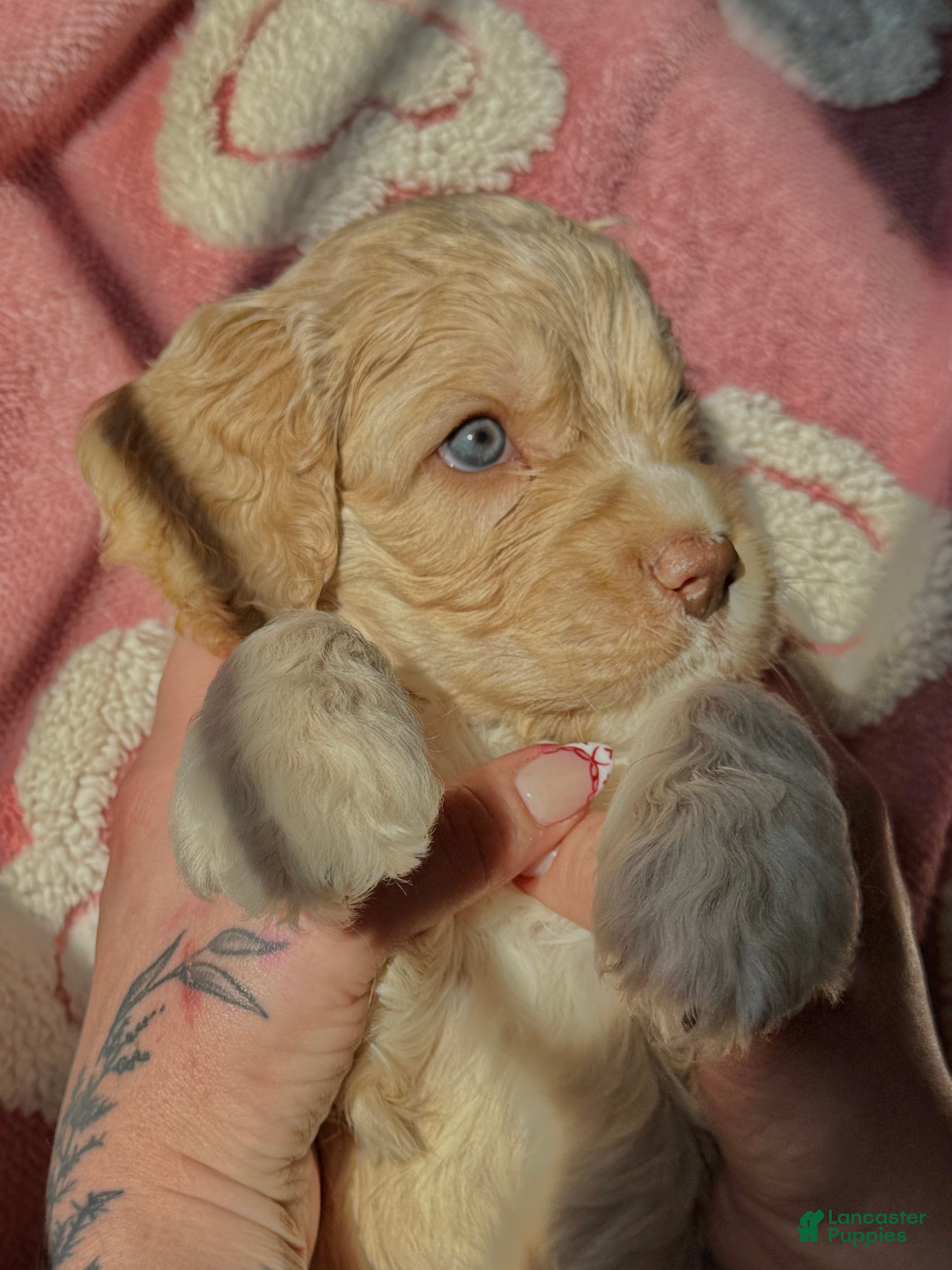 Cockapoo dogs for sale: Cockapoo Puppy 1 - Ad 1