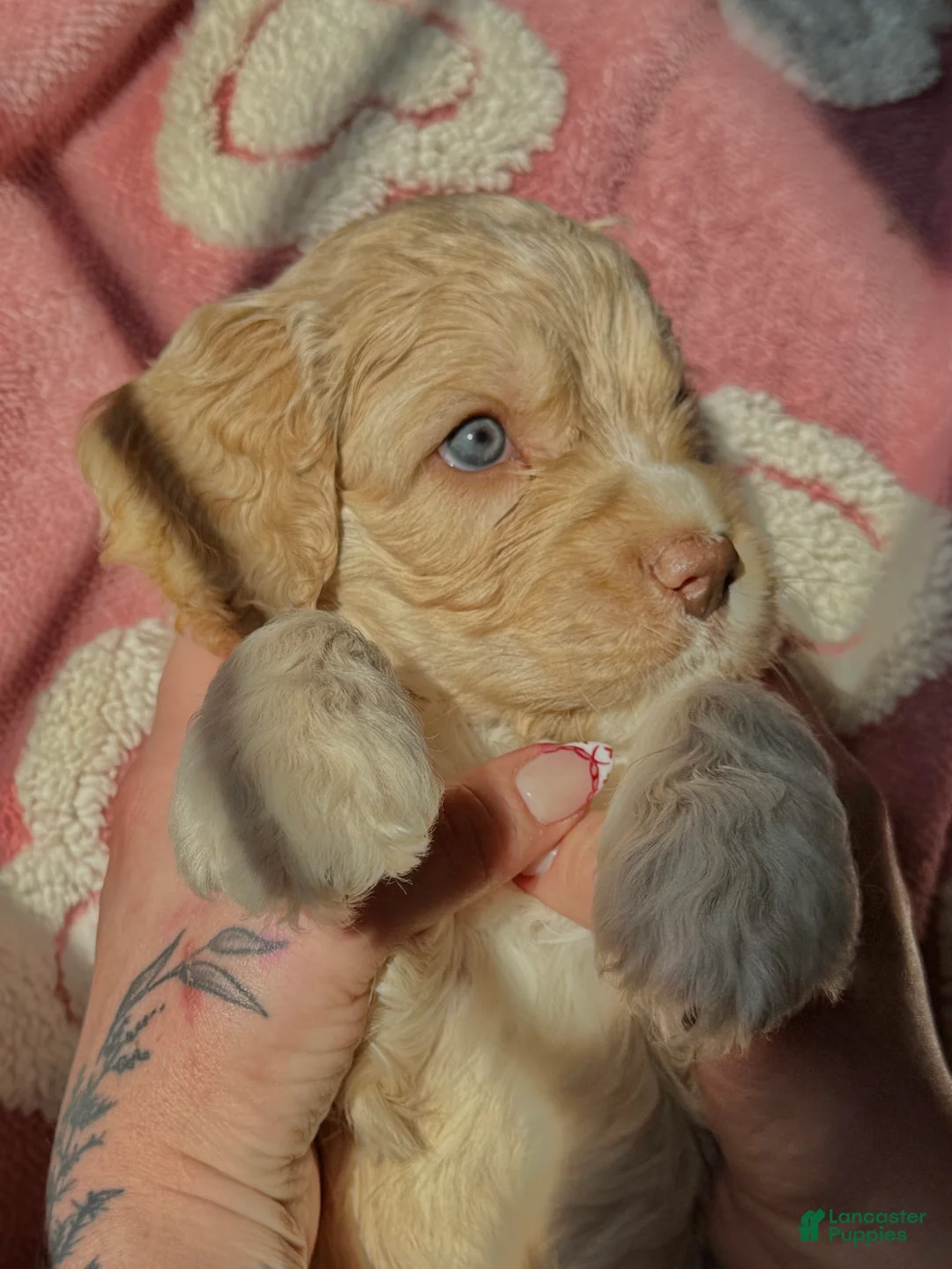 Cockapoo dogs for sale: Cockapoo Puppy 1 - Ad 1