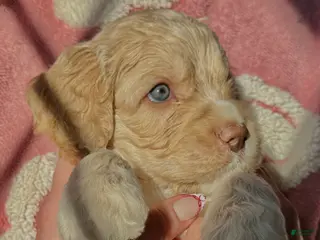 Cockapoo dogs for sale: Cockapoo Puppy 1 - Ad 1