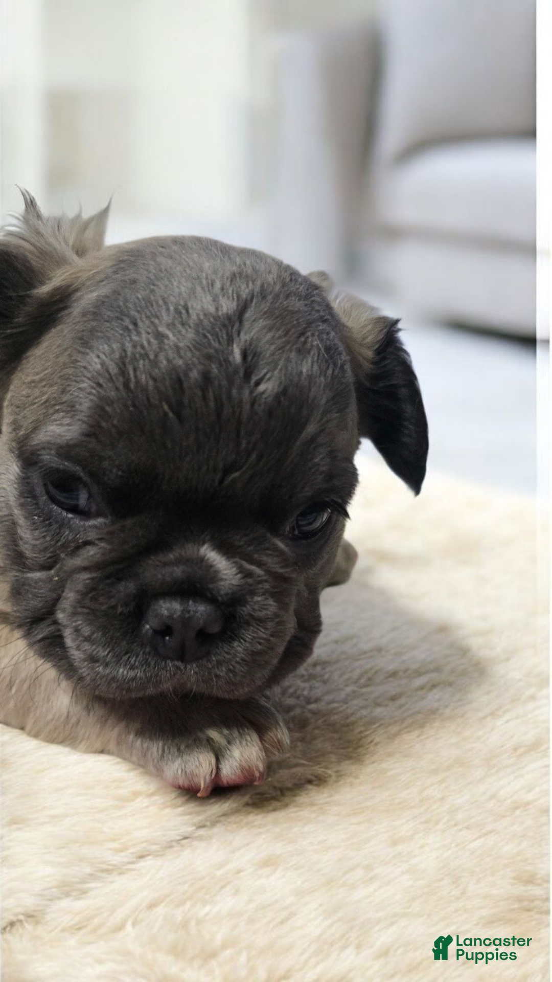 French Bulldog dogs for sale: Fluffy French Bulldog Bruno - Ad 6