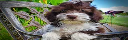 Havapoo dogs for sale: Diva - Ad 4