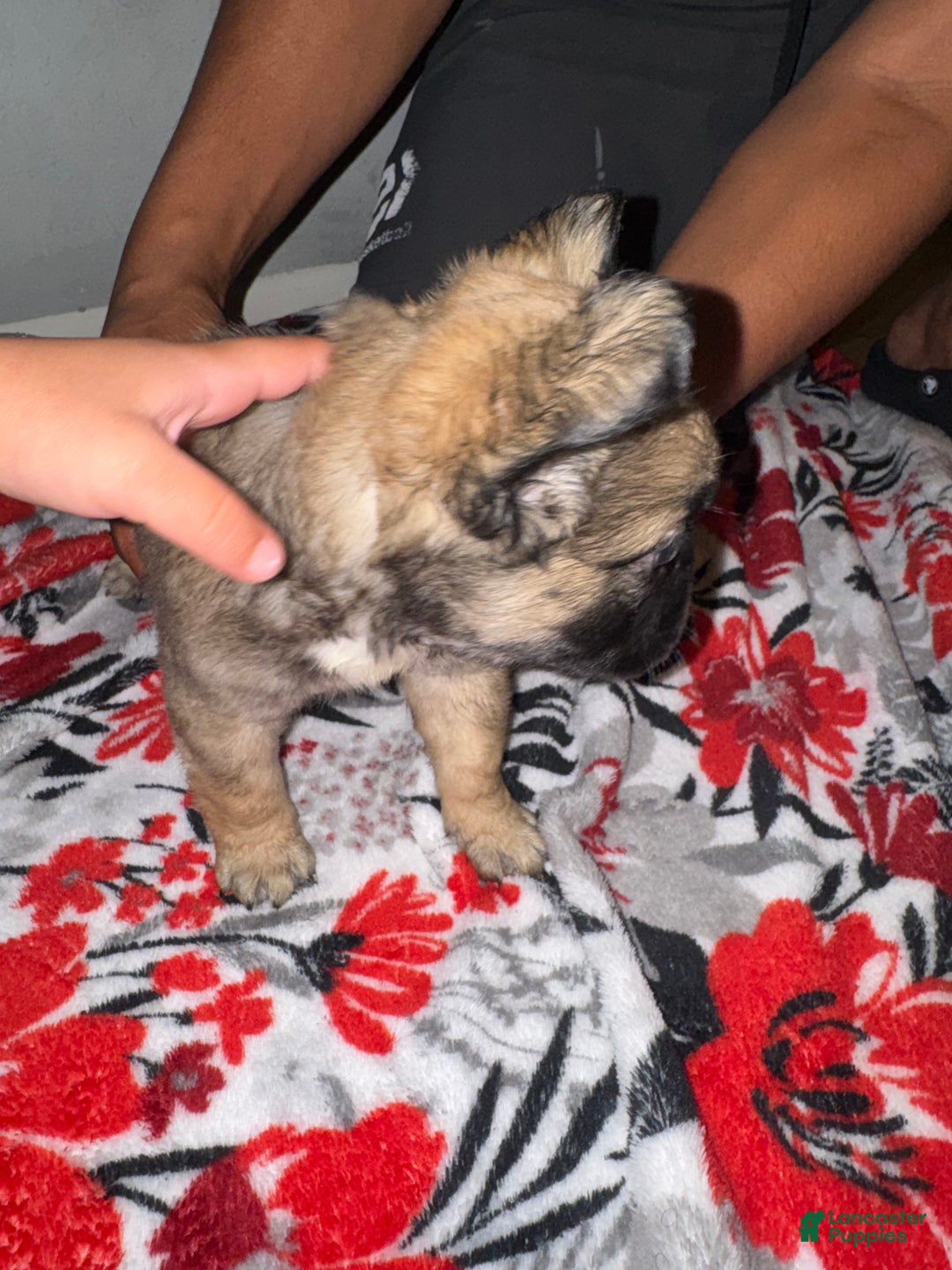 French Bulldog dogs for sale: French Bulldog Puppy 2 - Ad 7