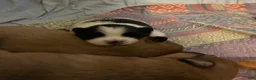 Pomeranian dogs for sale: Pomeranian Puppy 1 - Ad 8