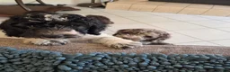 Miniature Poodle dogs for sale: Little Debbie - Ad 13