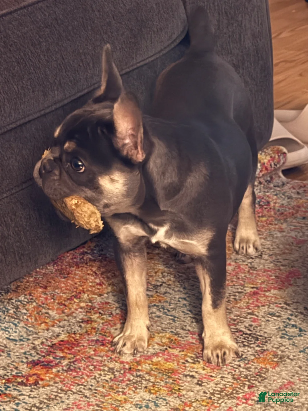 French Bulldog dogs for sale: French Bulldog 1 - Ad 3