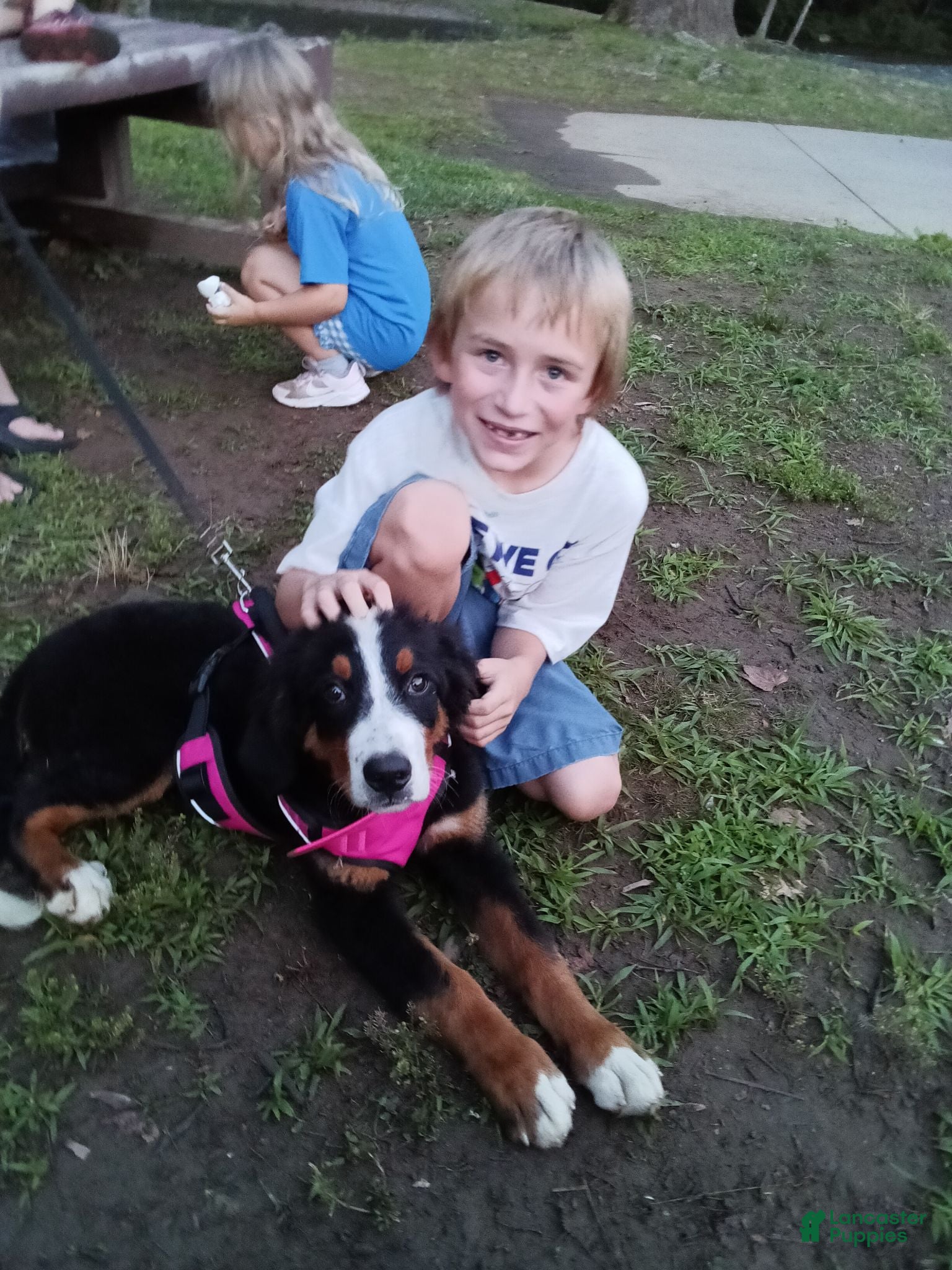 Bernese Mountain Dog dogs for sale: Bernese Mountain Dog 2 - Ad 2