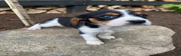 Beaglier dogs for sale: Alice - Ad 4