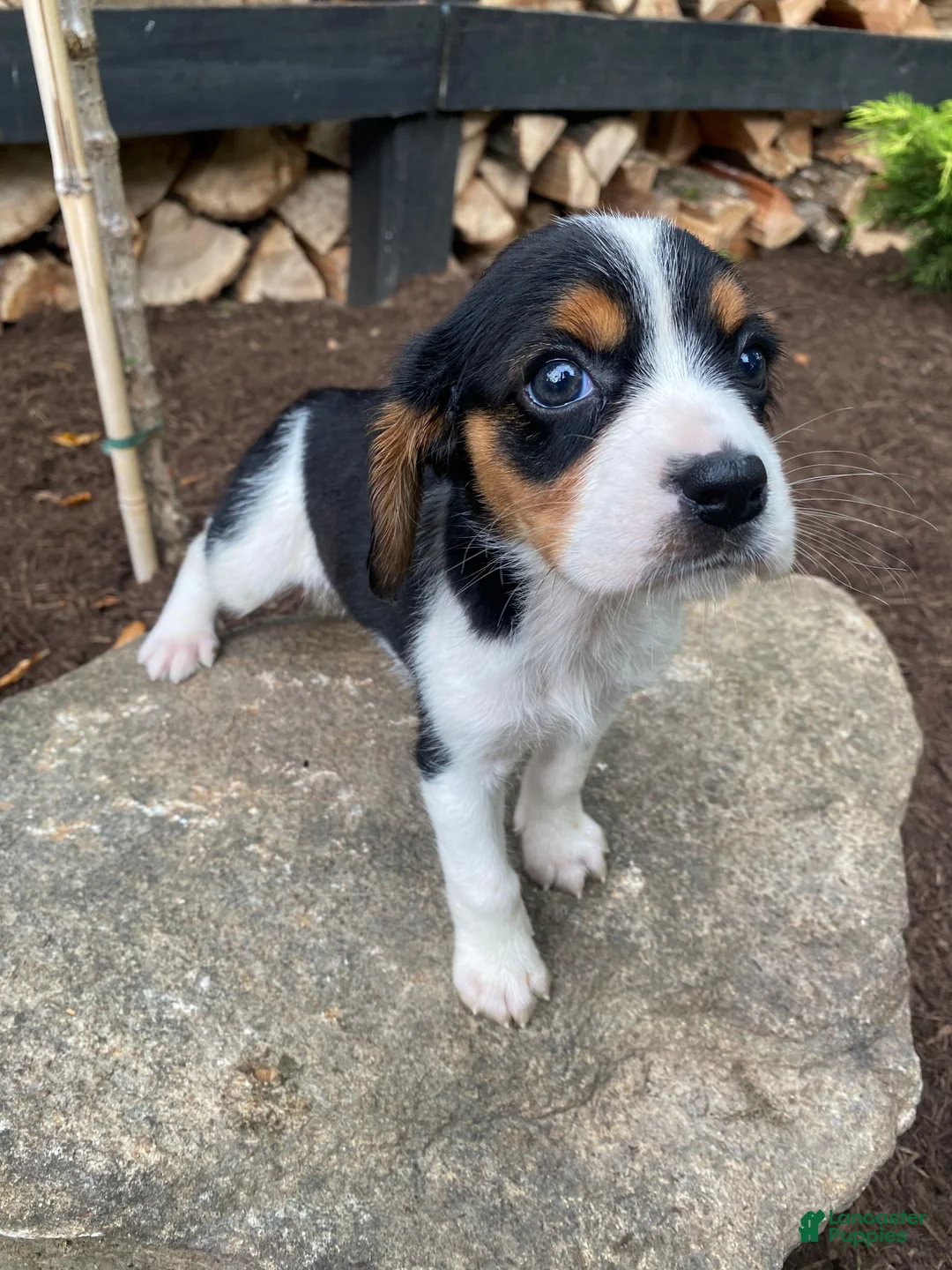 Beaglier dogs for sale: Alice - Ad 4