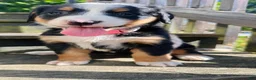 Bernese Mountain Dog dogs for sale: Berner bunch - Ad 7