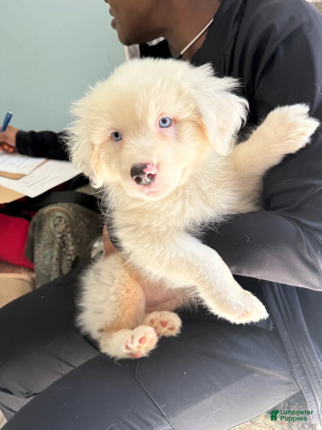 Australian Shepherd dogs for sale: Julie - Ad 2