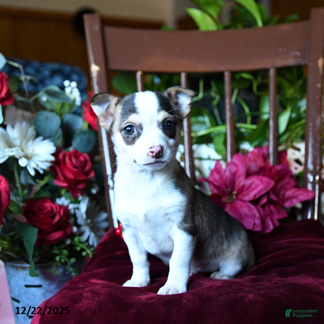 Chihuahua dogs for sale: Frosty - Ad 3