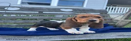 Basset Hound dogs for sale: Jasper - Ad 1