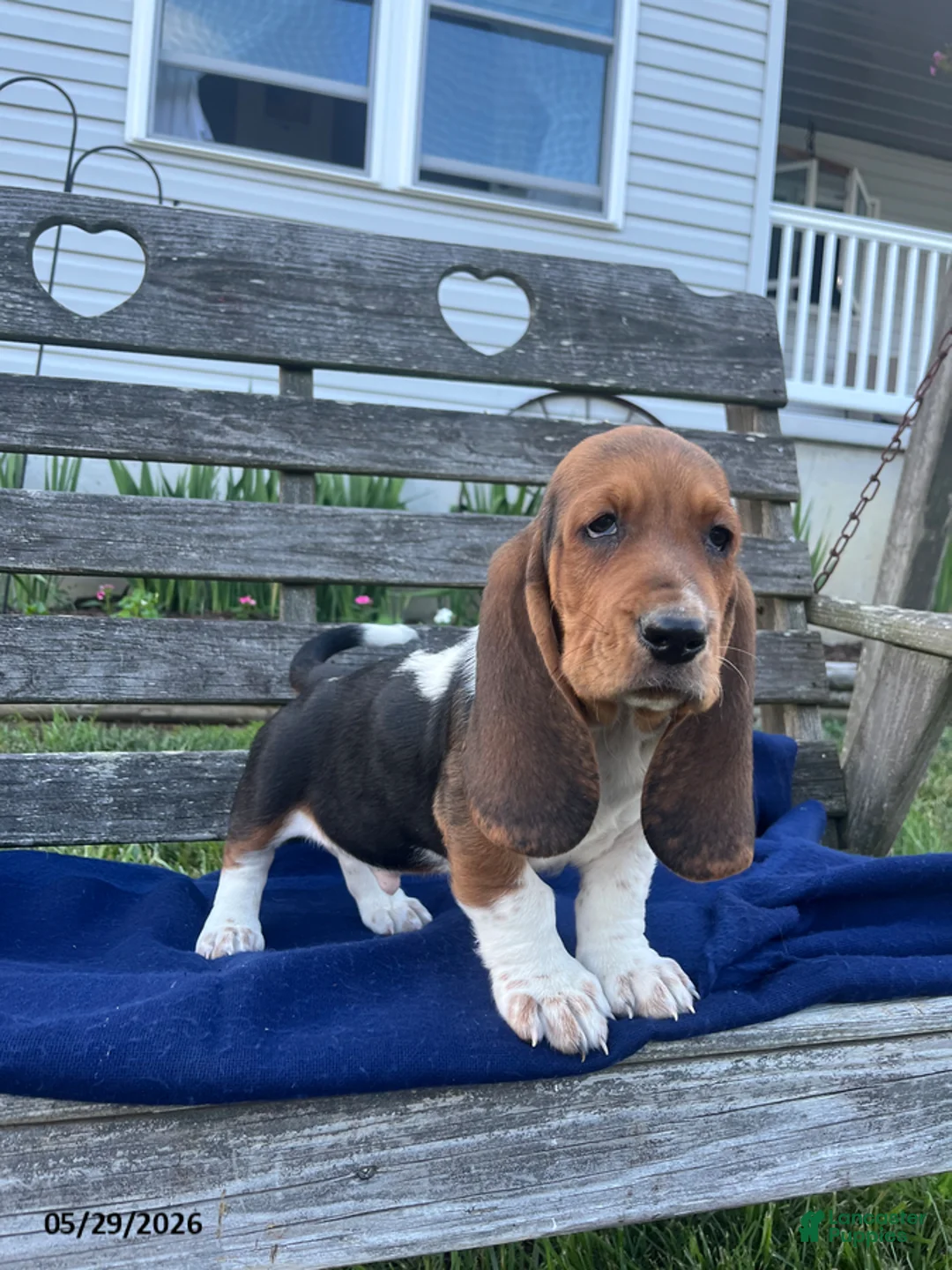 Basset Hound dogs for sale: Jasper - Ad 1