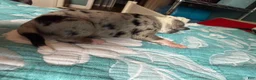 Australian Shepherd dogs for sale: Dallas - Ad 4