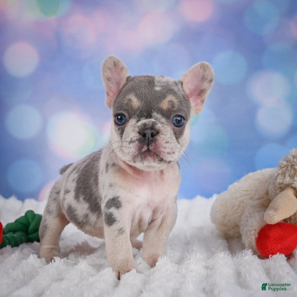 French Bulldog dogs for sale: Rose - Ad 11