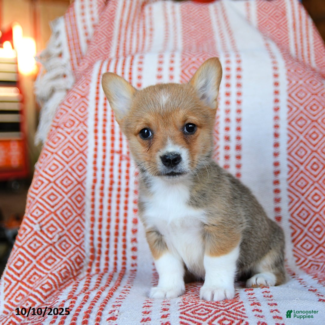 Welsh Corgi Pembroke dogs for sale: Slater - Ad 1