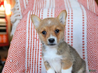 Welsh Corgi Pembroke dogs Slater - Ad 39