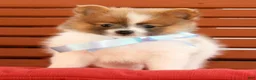Pomeranian dogs for sale: Sawyer - Ad 2