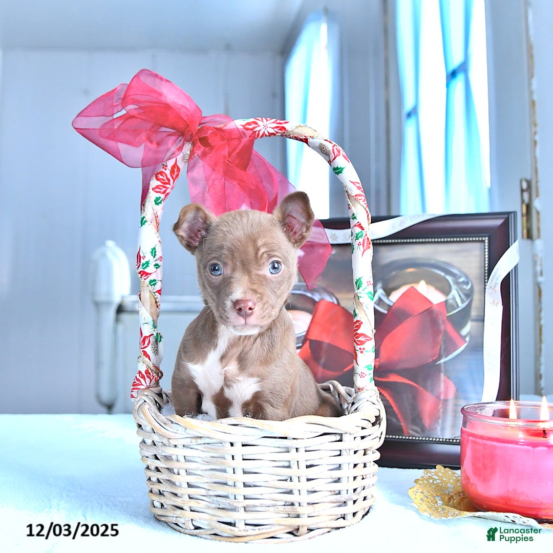 Chihuahua dogs for sale: Mr. Chocolate - Ad 1