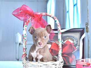 Chihuahua dogs Mr. Chocolate - Ad 15