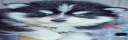 Pomsky dogs for sale: Ryder - Ad 5