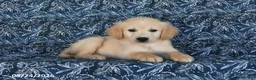 Golden Retriever dogs for sale: Olexa - Ad 2