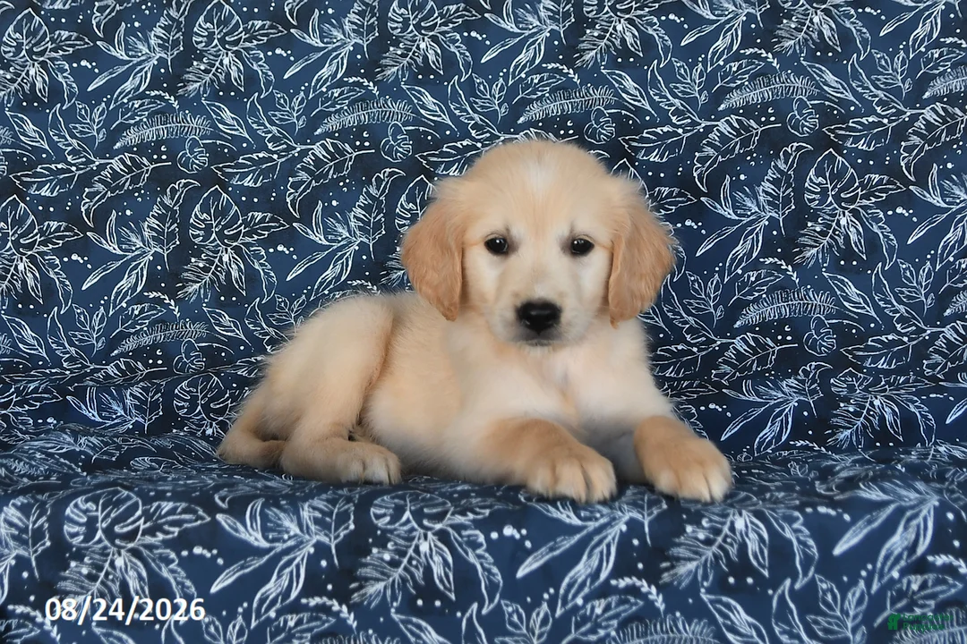 Golden Retriever dogs for sale: Olexa - Ad 2
