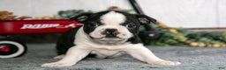 Boston Terrier dogs for sale: Lyla - Ad 1