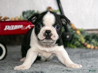 Boston Terrier dogs Lyla - Ad 33