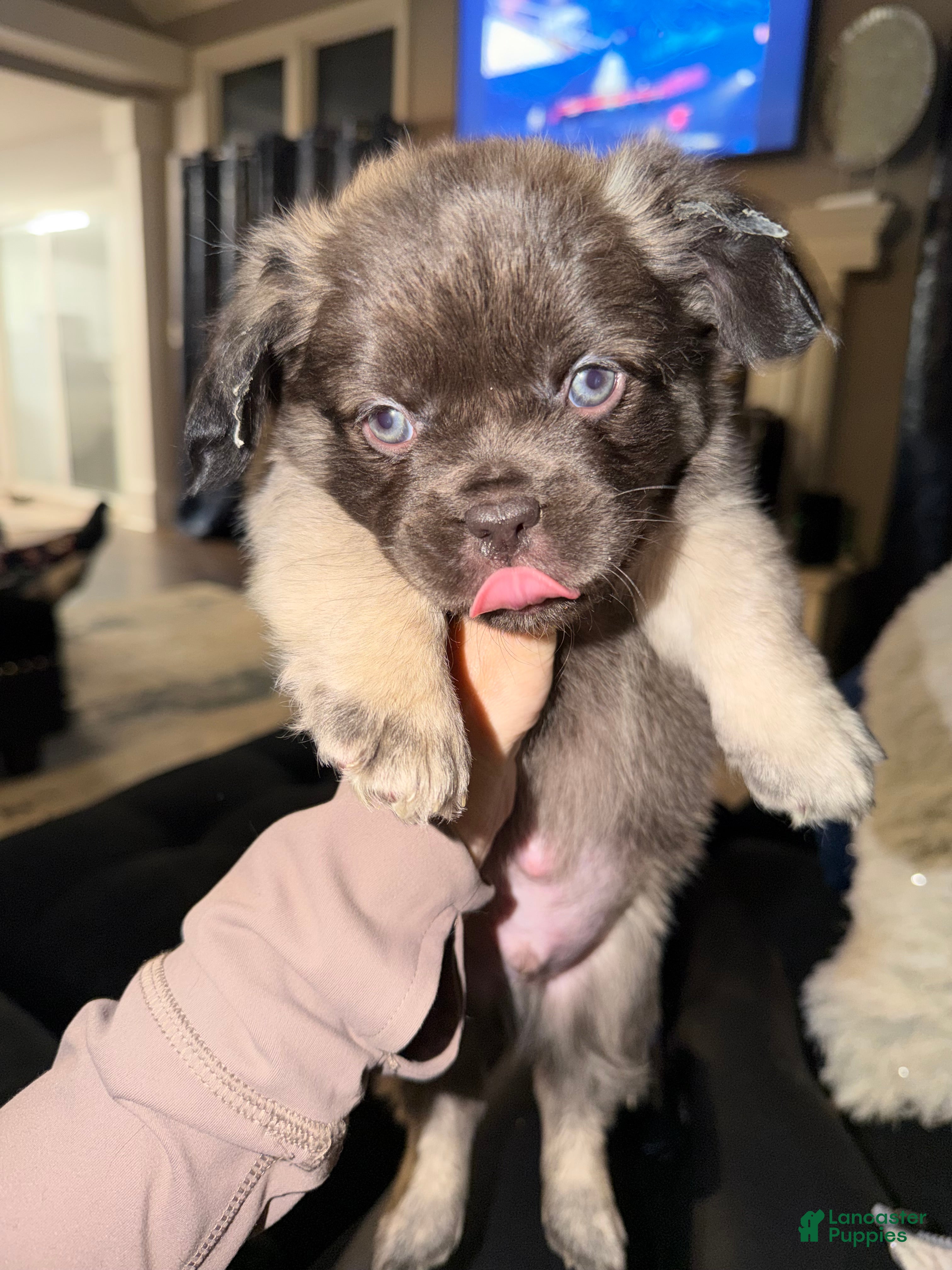 French Bulldog dogs Dopey - Ad 1