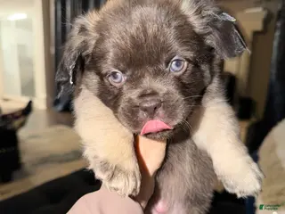 French Bulldog dogs for sale: Dopey - Ad 1