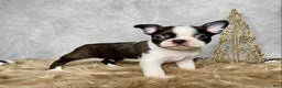 Boston Terrier dogs for sale: Cedar  - Ad 8