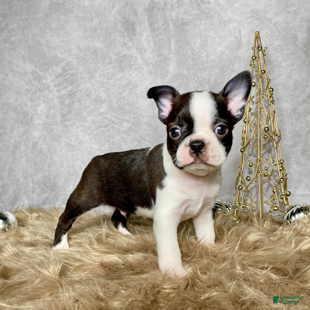 Boston Terrier dogs for sale: Cedar  - Ad 8