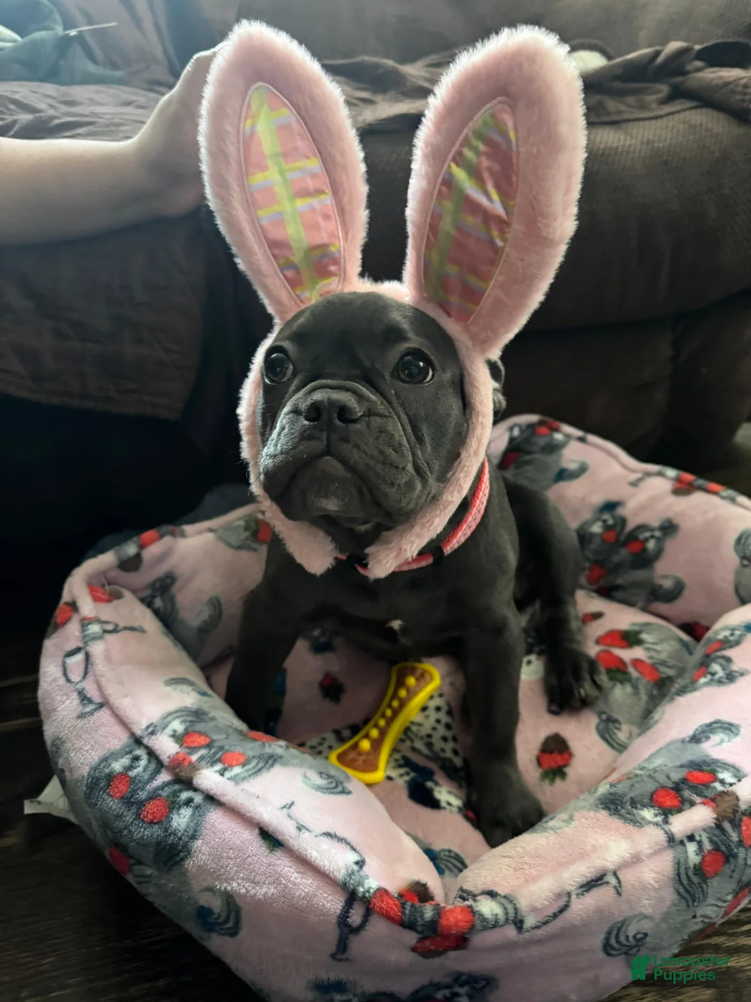 Mixed Breed dogs for sale: Mixed Breed Puppy 1 - Ad 2