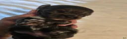 Chihuahua dogs for sale: Jillian - Ad 10