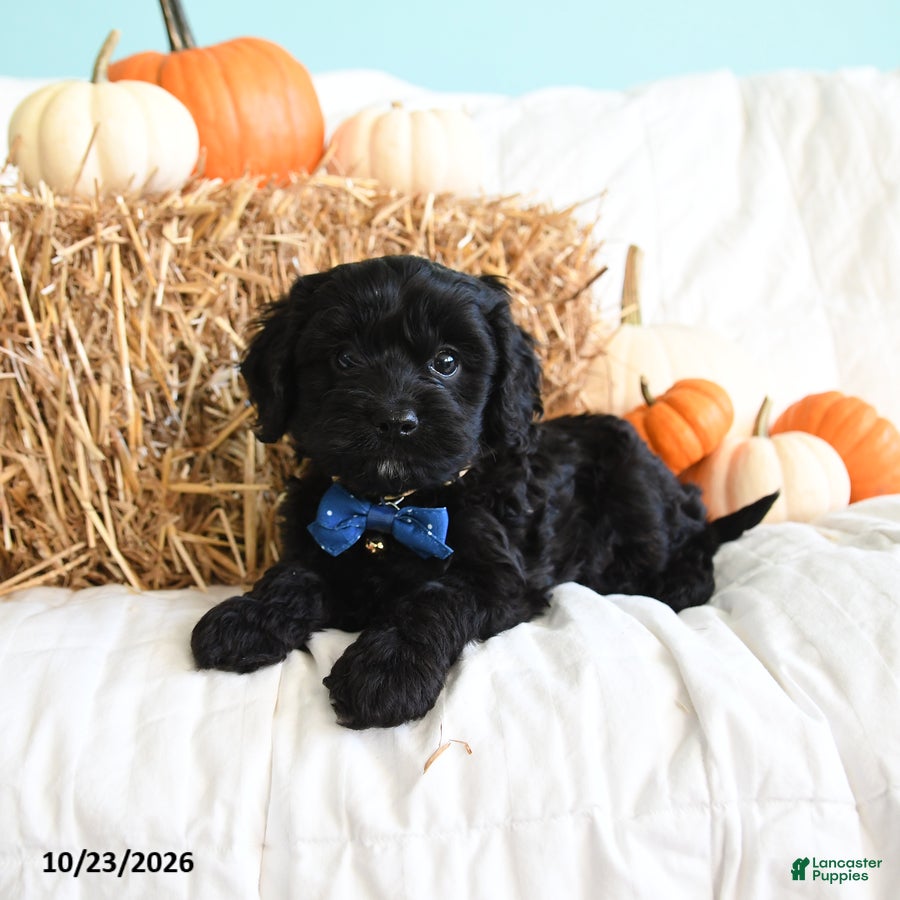 Cavapoo dogs for sale: Barney - Ad 2