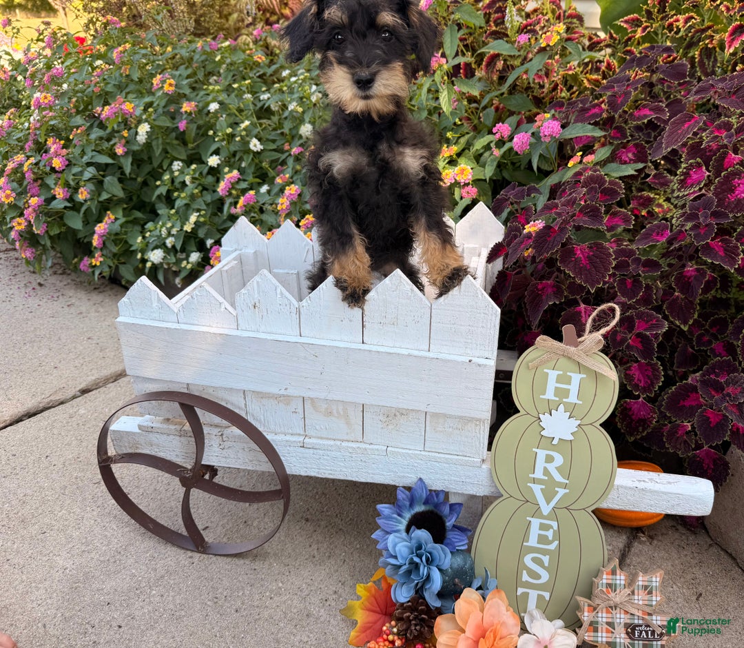 Schnoodle dogs for sale: Isaiah - Ad 23