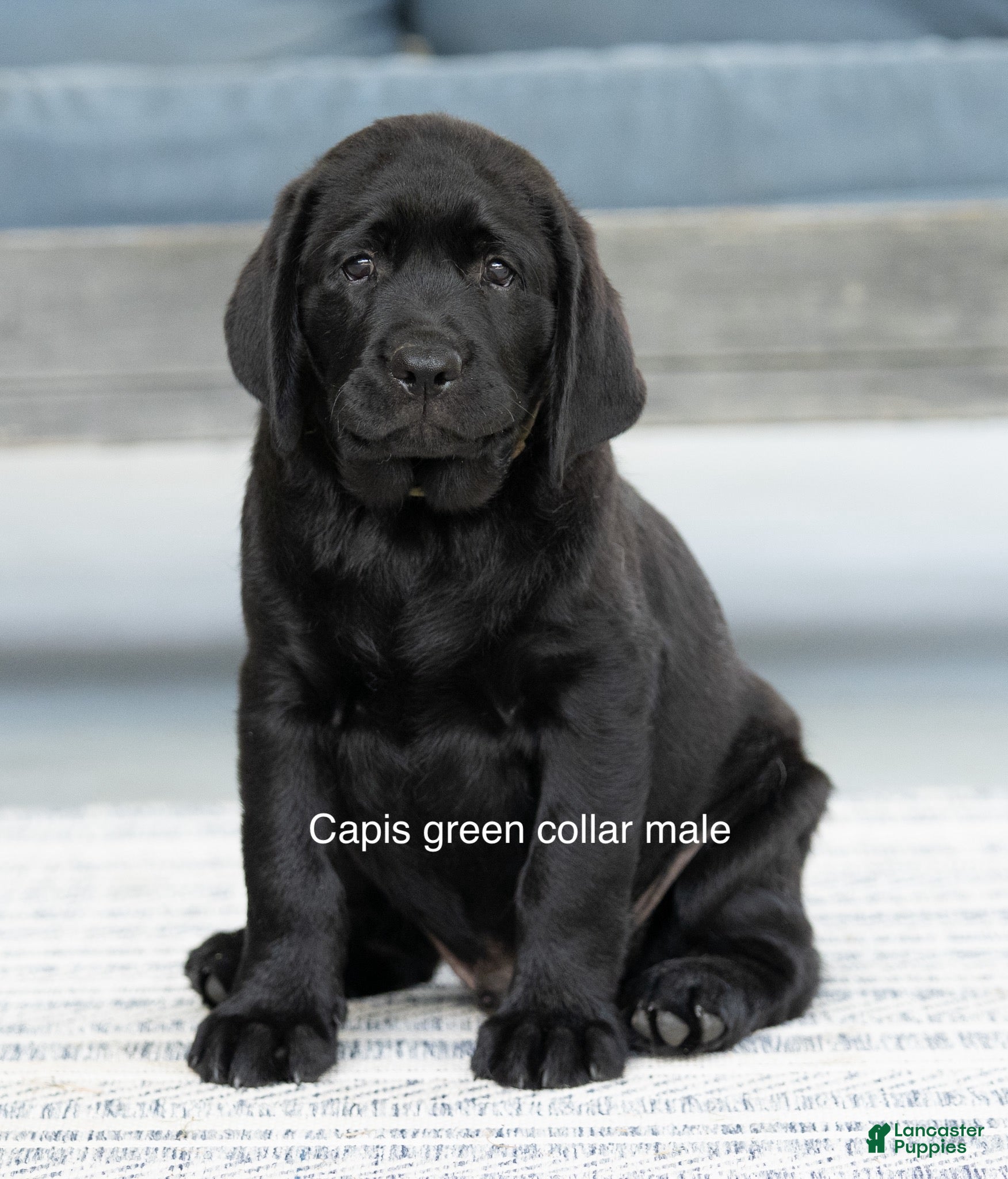 Labrador Retriever dogs for sale: Green Collar Male - Ad 2