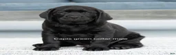Labrador Retriever dogs for sale: Green Collar Male - Ad 1