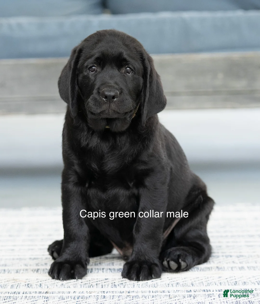 Labrador Retriever dogs for sale: Green Collar Male - Ad 1