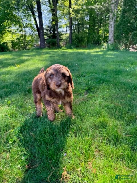 Mixed Breed dogs Cooper Male - Ad 1