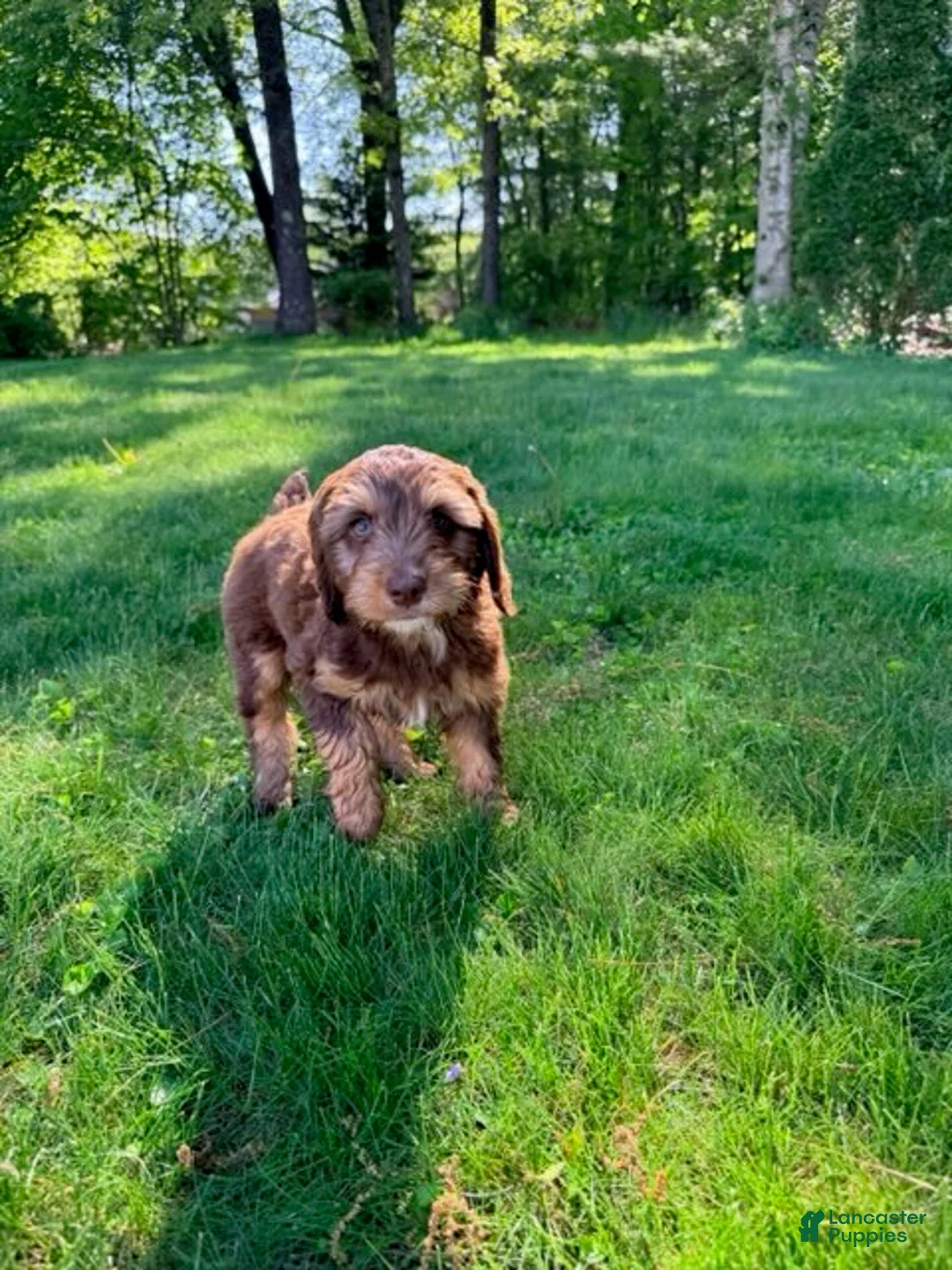Mixed Breed dogs for sale: Cooper Male - Ad 1