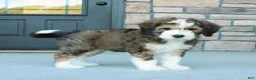 Bernedoodle dogs for sale: Sarge  - Ad 2
