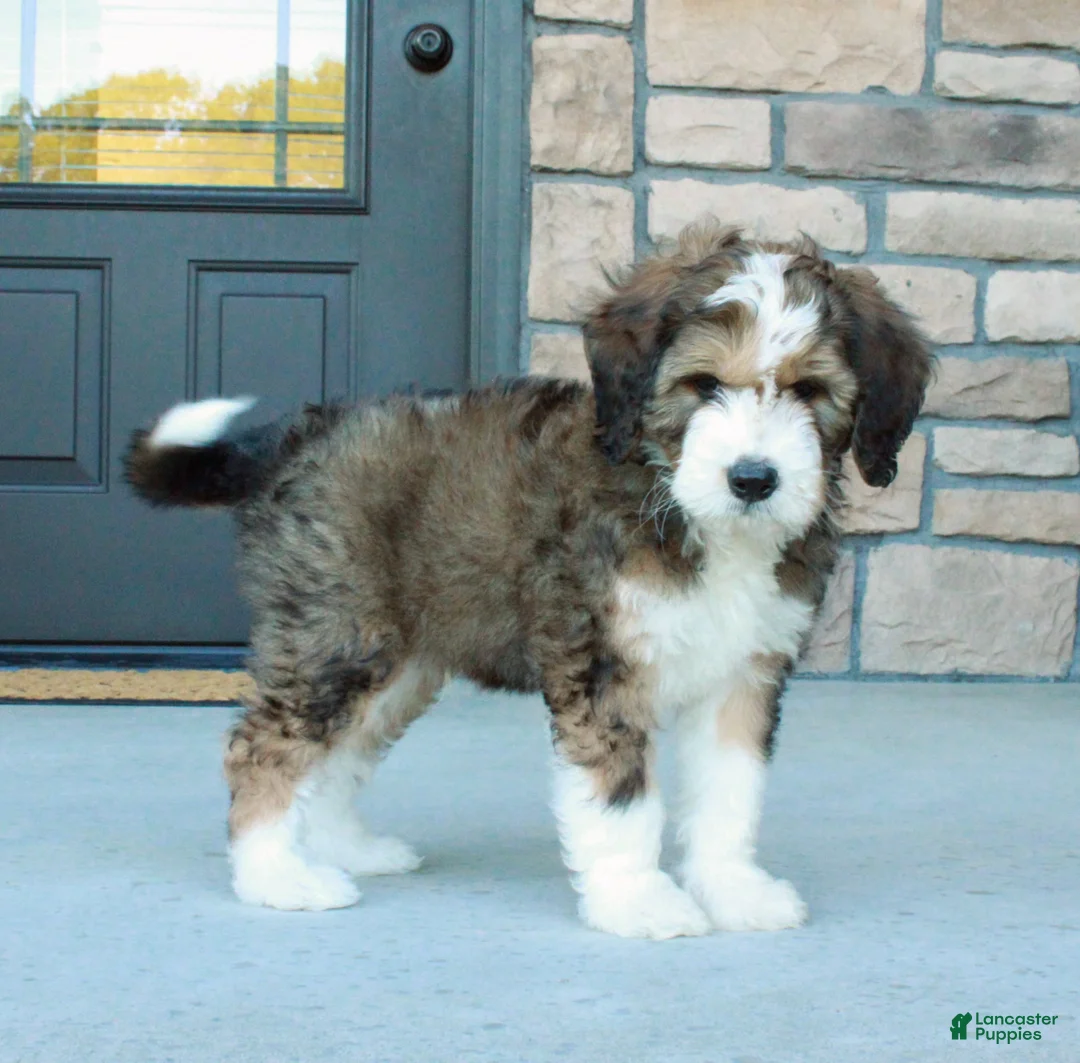 Bernedoodle dogs for sale: Sarge  - Ad 2