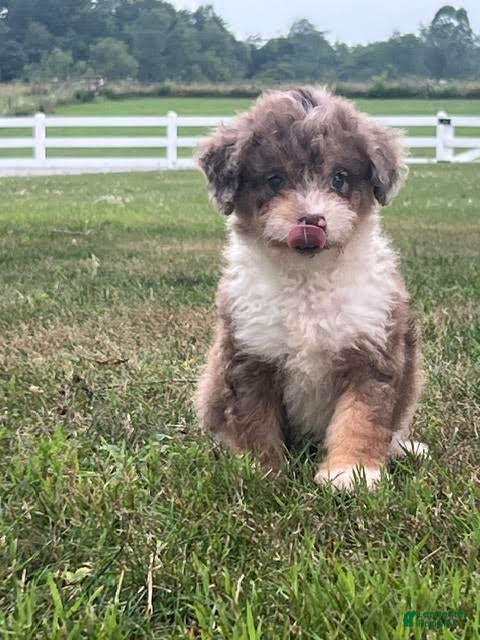 Aussiedoodle dogs Flora Mini Aussiedoodle  - Ad 1