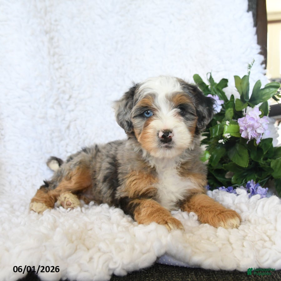 Mini Bernedoodle dogs for sale: Fancy - Ad 4