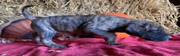 Great Dane dogs for sale: Brindy - Ad 5